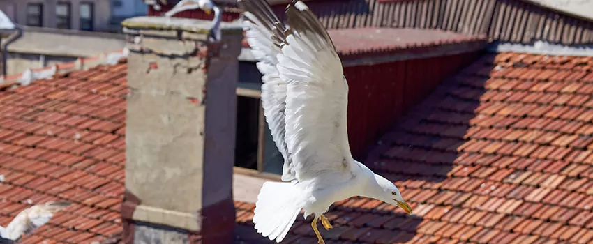 Residential Chimney Animal Removal Solution in Hoffman Estates, IL
